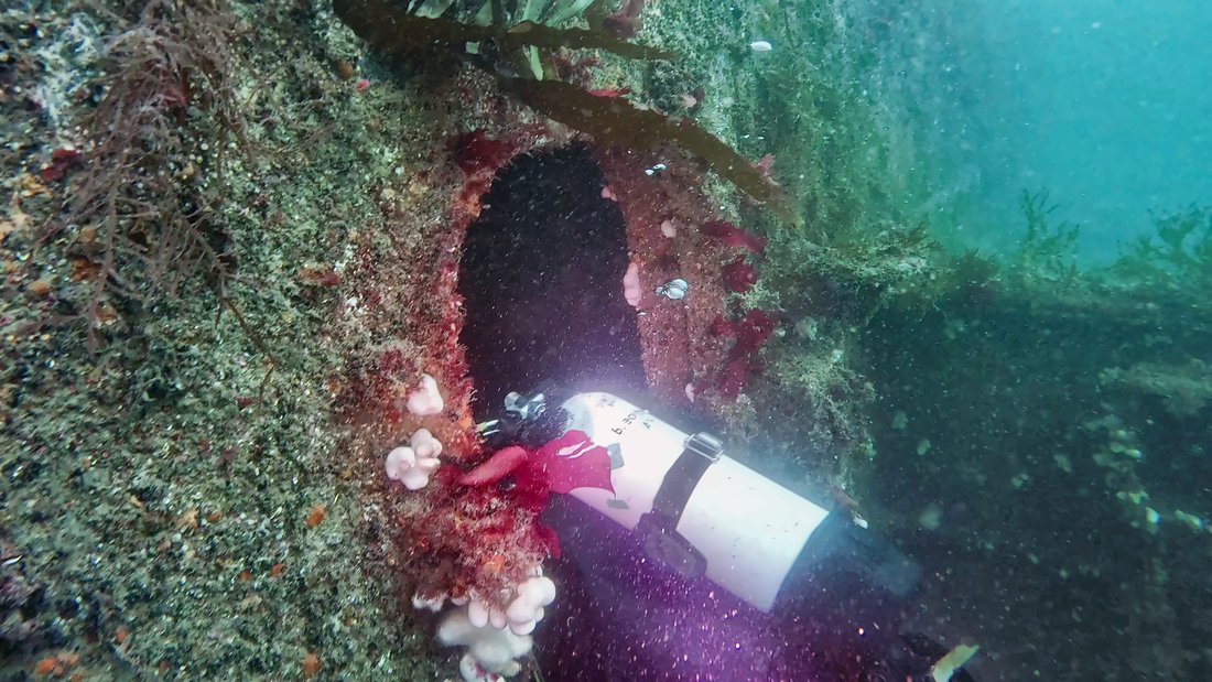 A diver with a torch inside a wreck, pink coral around the opening